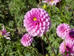 草本花卉与木本花卉的区分及柳州三防花卉展销会盛况草本花卉和木本花卉的区别