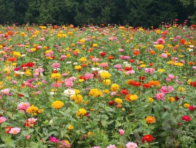 园林花卉市场员工管理策略及东北庭院花卉野菊花的种植探讨怎样管理花卉市场